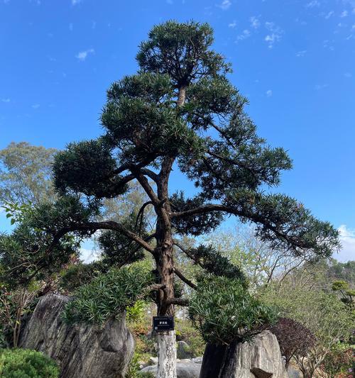 井冈山大学的木本观赏植物有哪些？如何进行观赏？