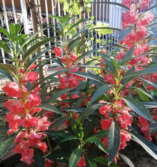 井冈山大学的木本观赏植物有哪些？如何进行观赏？