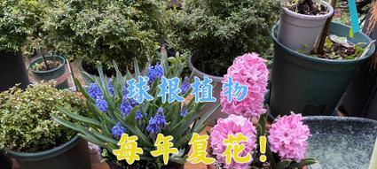 秋花球根植物养护和管理的技巧有哪些？