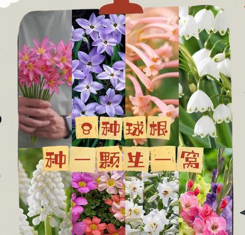 秋花球根植物养护和管理的技巧有哪些？