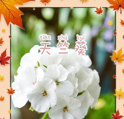 天竺葵浇水频率是多少？怎样正确浇水？