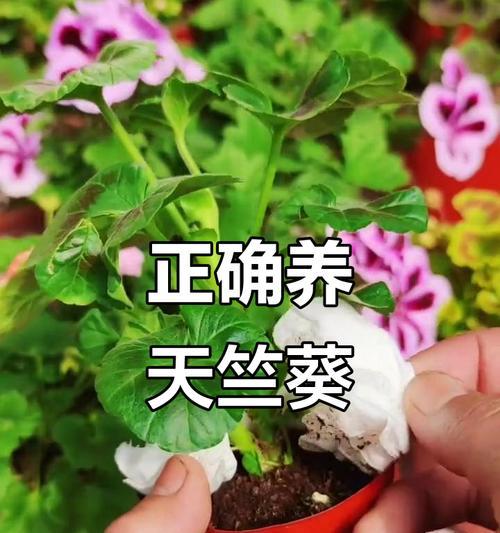 天竺葵浇水频率是多少？怎样正确浇水？