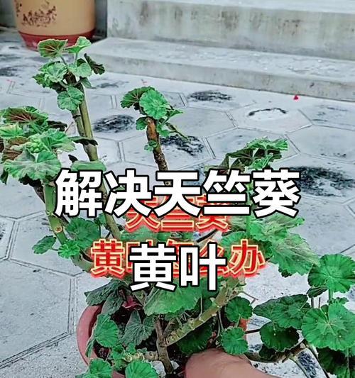 天竺葵不长黄叶的原因是什么？