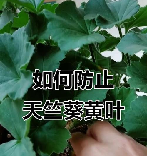 天竺葵不长黄叶的原因是什么？