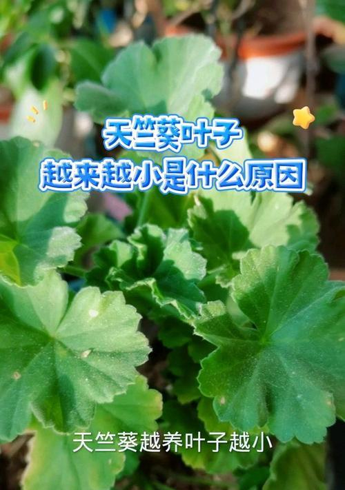天竺葵不长黄叶的原因是什么？
