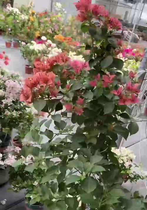 君子兰用橡树种植方法是什么？