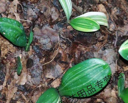 君子兰用橡树种植方法是什么？