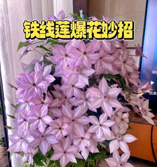地栽铁线莲枝条埋设的正确步骤是什么？