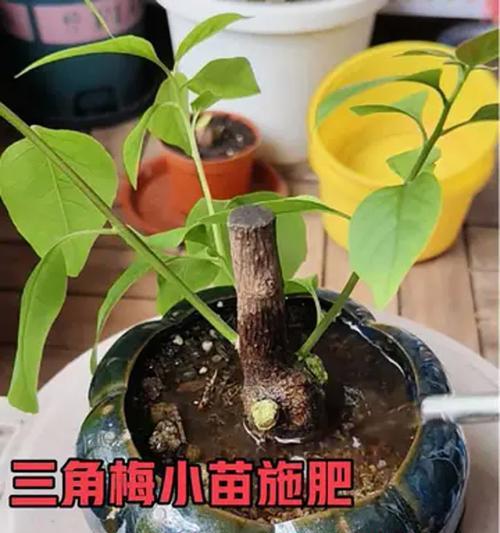 三角梅配土方法？如何正确配制土壤？