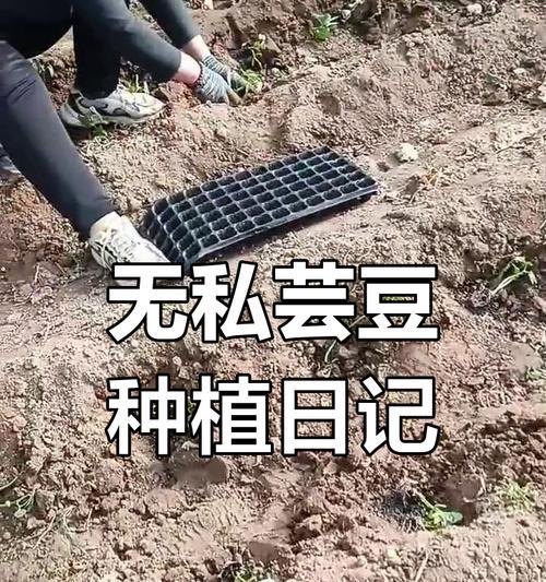 芸豆栽培的关键技术要点是什么？