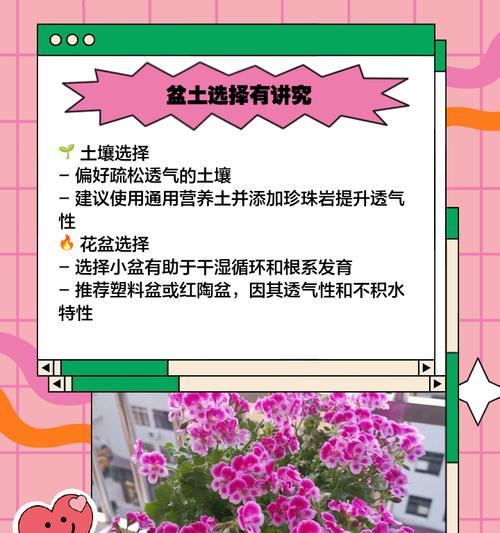 大棵直立天竺葵的养护方法是什么？怎样才能养好直立天竺葵？