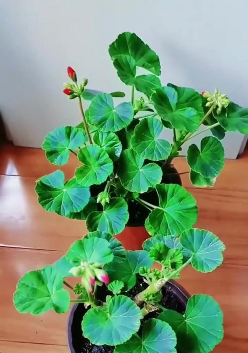 大棵直立天竺葵的养护方法是什么？怎样才能养好直立天竺葵？
