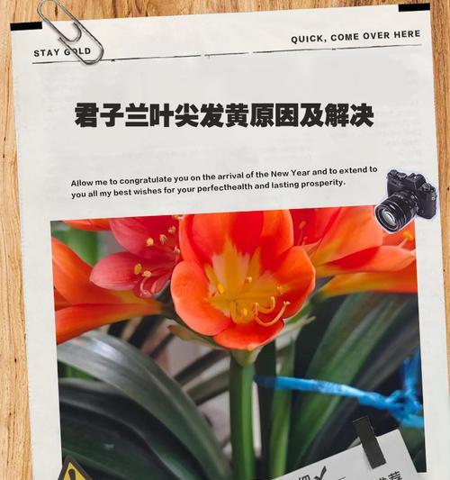 君子兰根部发黄如何处理？有哪些有效的解决措施？
