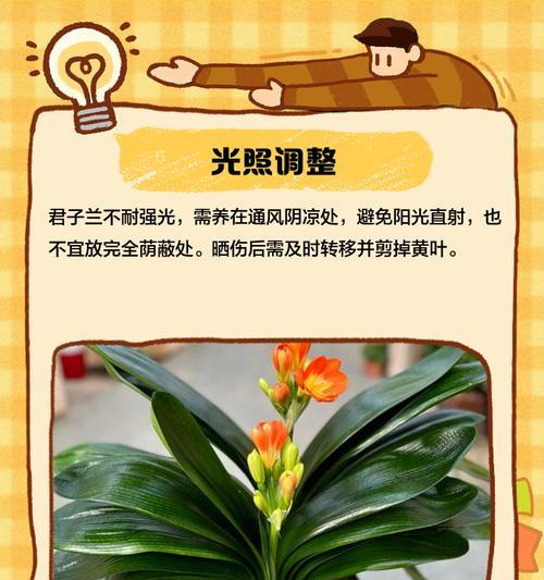 君子兰根部发黄如何处理？有哪些有效的解决措施？