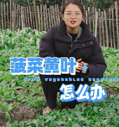 福豆挂果多导致叶子发黄怎么处理？