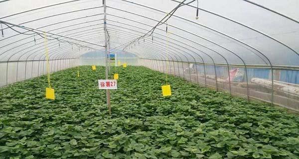 古优特树形栽培技术要点是什么？