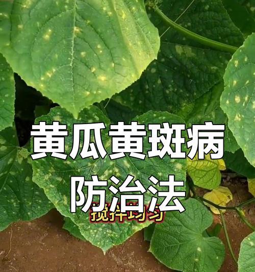 黄瓜叶子发黄枯萎如何进行补救？