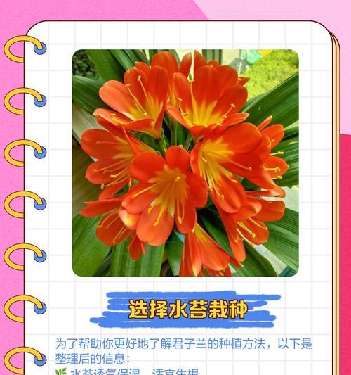 君子兰发根用什么植料？怎样促进根系发展？
