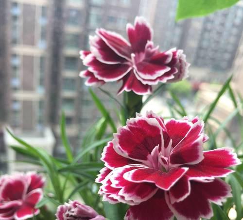 露天阳台适合种植哪些花卉，易于养护且美观？