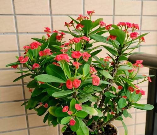 露天阳台适合种植哪些花卉，易于养护且美观？