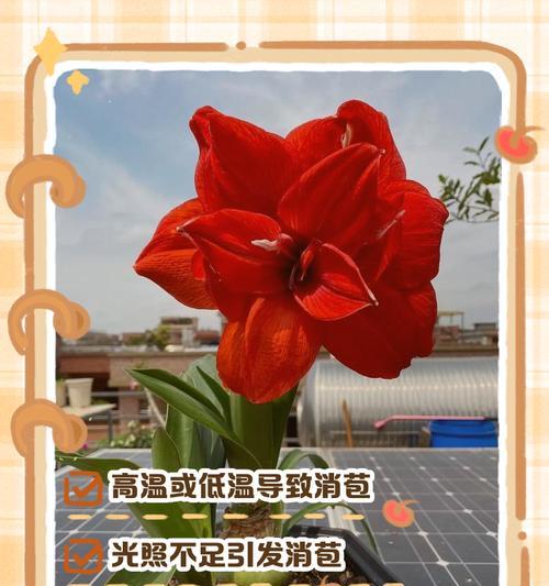 朱顶红烂根的原因有哪些？