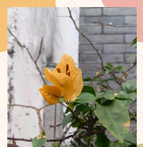 玖州花卉三角梅的品质如何？有哪些特点值得推荐？