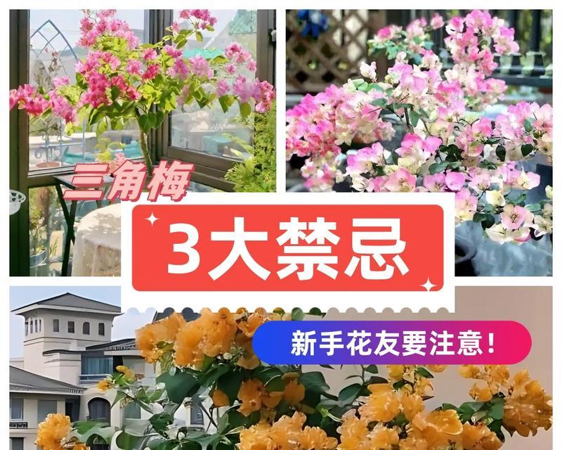 玖州花卉三角梅的品质如何？有哪些特点值得推荐？