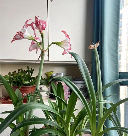 朱顶红最佳生根季节是什么时候？