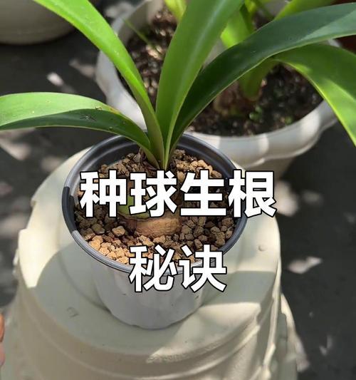 朱顶红最佳生根季节是什么时候？