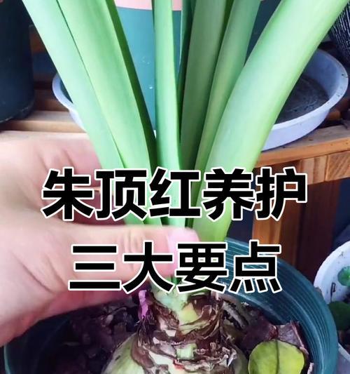 朱顶红最佳生根季节是什么时候？