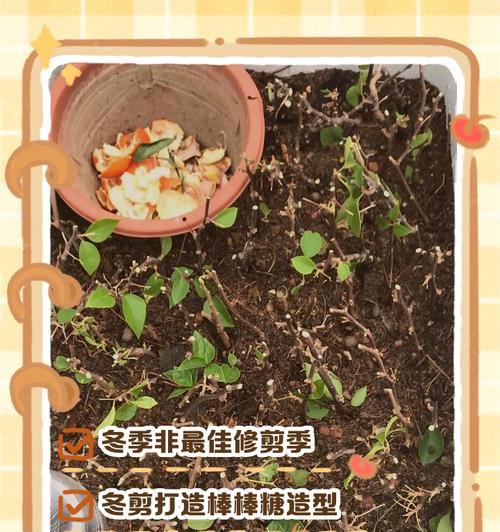 三角梅保温棚制作方法是什么？如何确保保温效果？
