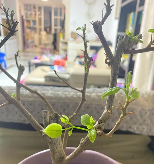 三角梅保温棚制作方法是什么？如何确保保温效果？