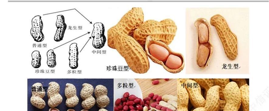 花生播种温度指南：适宜的温度是多少？