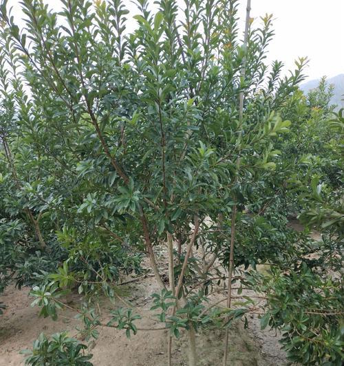 荸荠种苗栽培的技术要点是什么？