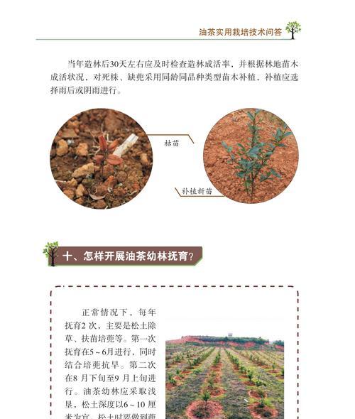 樱桃经济林栽培技术包括哪些要点？
