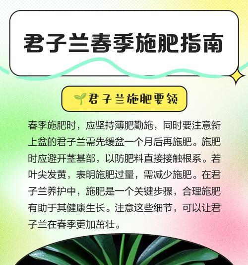 君子兰长势不佳矮小？如何促进其健康生长？