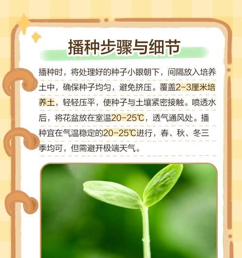 君子兰种子的正确浇水方法是什么？