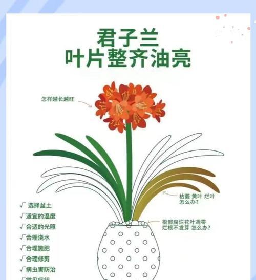 君子兰种子的正确浇水方法是什么？