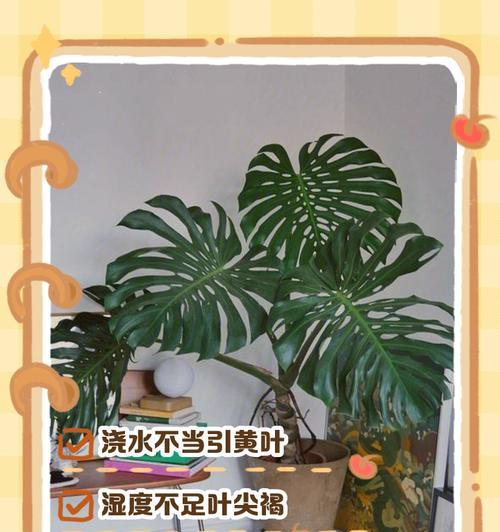 龟背竹叶子发黄的解决方法是什么？