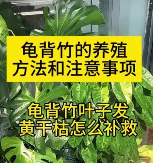 龟背竹叶子发黄的解决方法是什么？
