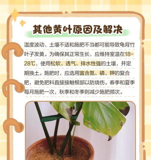 龟背竹叶子发黄的解决方法是什么？