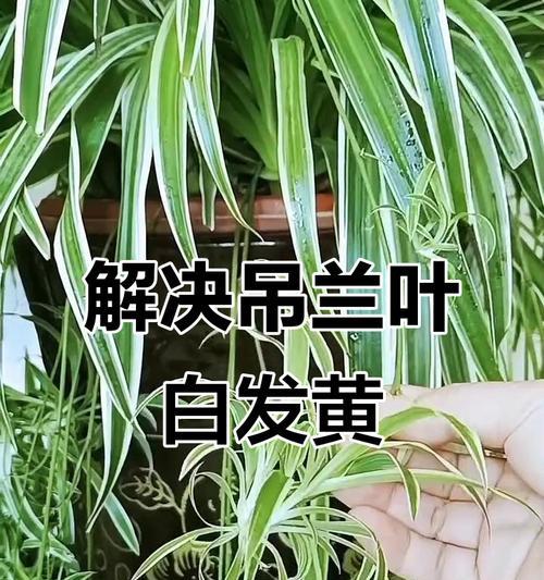 瓶插叶子发黄的解决办法是什么？