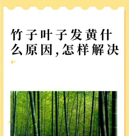 瓶插叶子发黄的解决办法是什么？