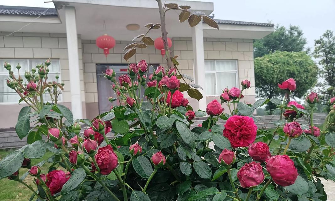 月季花垂钓的正确养护方法是什么？