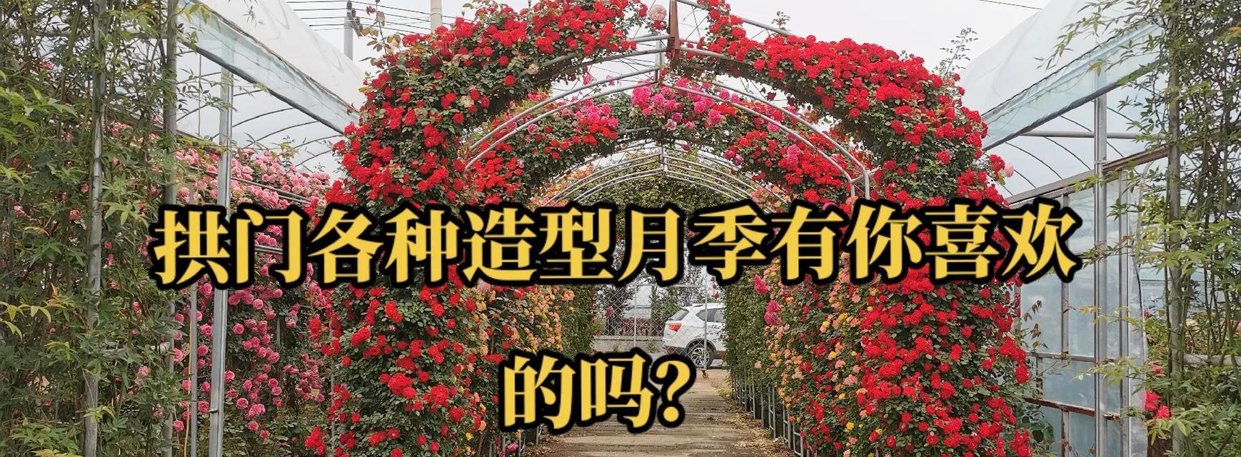 月季花垂钓的正确养护方法是什么？