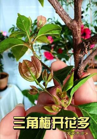 三角梅出现花苞后如何正确保养？