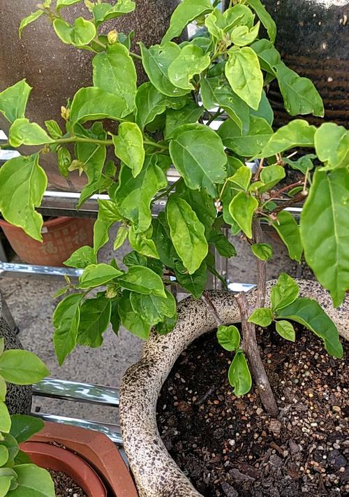 三角梅出现花苞后如何正确保养？