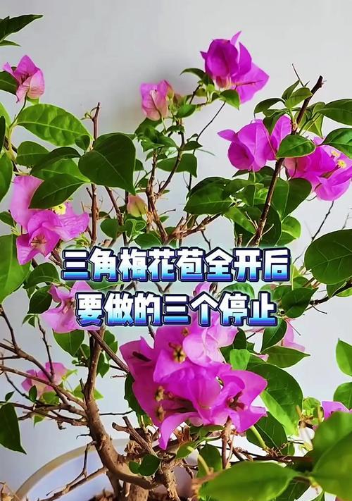 三角梅出现花苞后如何正确保养？