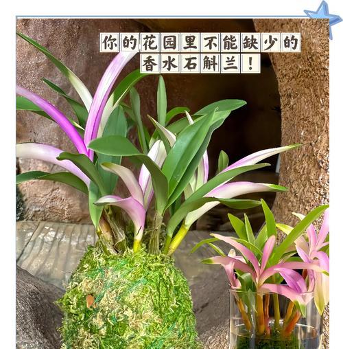 彩石斛兰叶子发黄的原因及处理方法是什么？