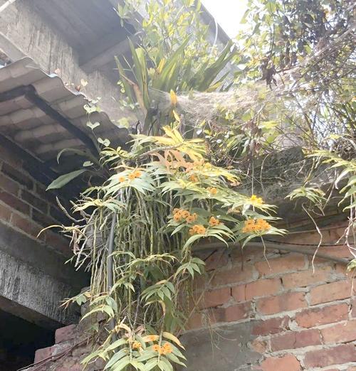 彩石斛兰叶子发黄的原因及处理方法是什么？